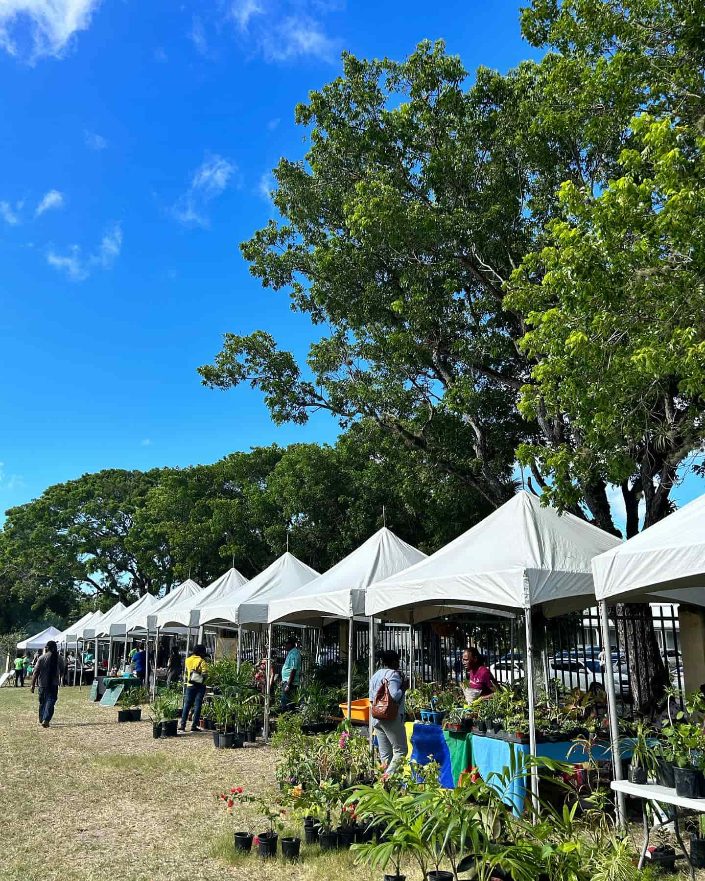 Antigua and Barbuda's Arbour Month Plant Fair and Climate Fest turns